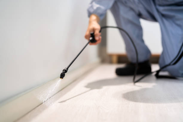 Licensed Ant Control service in Presque Isle, ME - Nex Pest Control